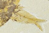 Shale With Three Fossil Fish (Knightia) - Wyoming #320396-3